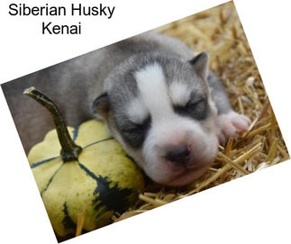 Siberian Husky Kenai