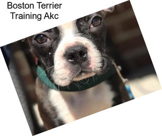 Boston Terrier Training Akc