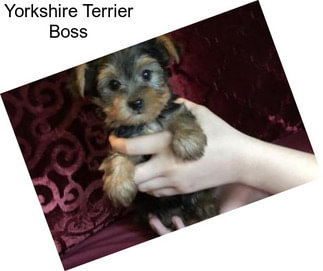 Yorkshire Terrier Boss