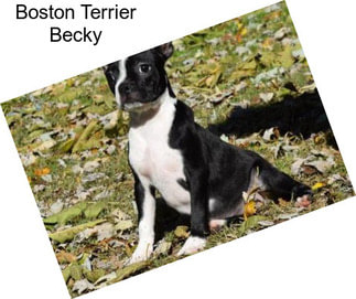 Boston Terrier Becky