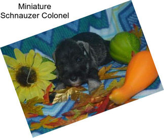 Miniature Schnauzer Colonel