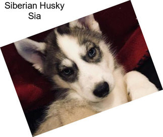 Siberian Husky Sia