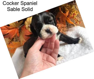 Cocker Spaniel Sable Solid