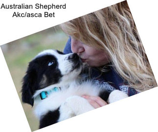 Australian Shepherd Akc/asca Bet