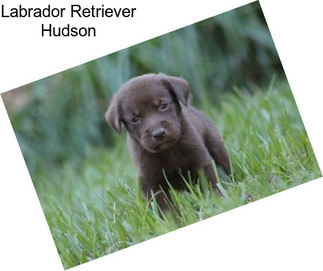 Labrador Retriever Hudson