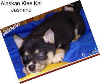 Alaskan Klee Kai Jasmine