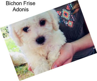 Bichon Frise Adonis