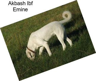 Akbash Ibf Emine
