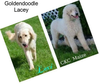 Goldendoodle Lacey
