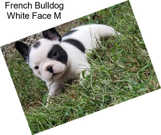 French Bulldog White Face M