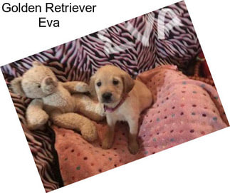 Golden Retriever Eva