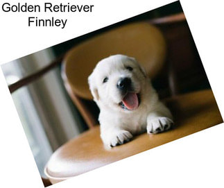 Golden Retriever Finnley