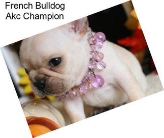 French Bulldog Akc Champion