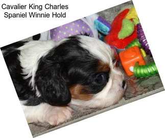 Cavalier King Charles Spaniel Winnie Hold