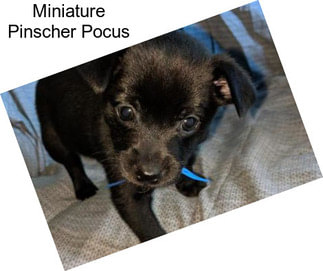 Miniature Pinscher Pocus