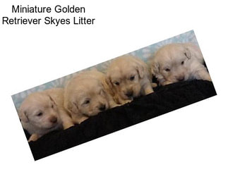 Miniature Golden Retriever Skyes Litter