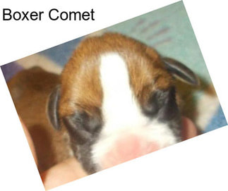 Boxer Comet