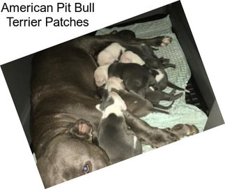 American Pit Bull Terrier Patches