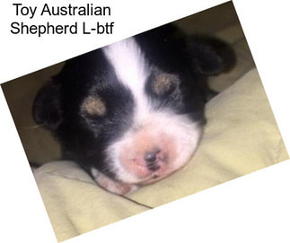 Toy Australian Shepherd L-btf