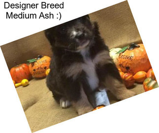 Designer Breed Medium Ash :)