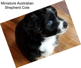 Miniature Australian Shepherd Cole