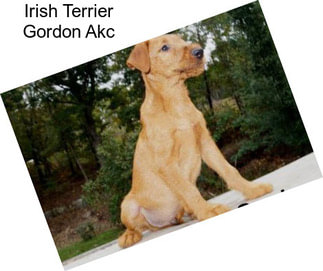 Irish Terrier Gordon Akc