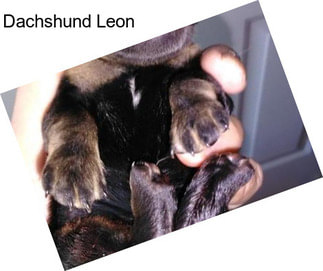 Dachshund Leon