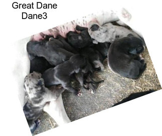 Great Dane Dane3