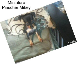 Miniature Pinscher Mikey