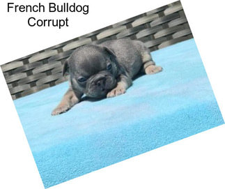 French Bulldog Corrupt