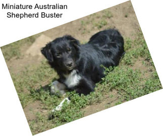 Miniature Australian Shepherd Buster