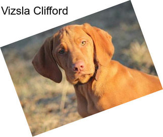 Vizsla Clifford