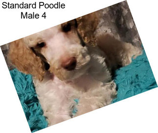 Standard Poodle Male 4