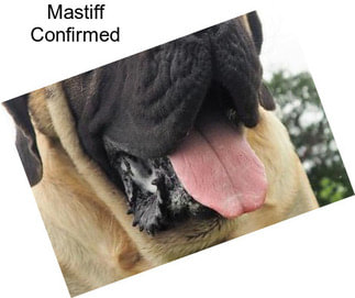 Mastiff Confirmed