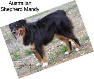 Australian Shepherd Mandy