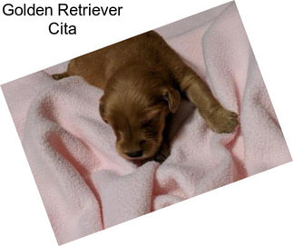 Golden Retriever Cita