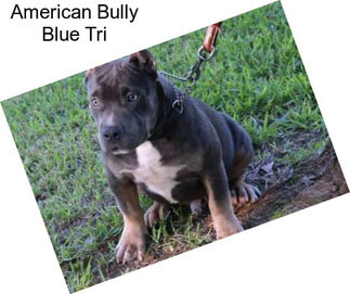 American Bully Blue Tri