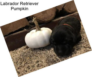 Labrador Retriever Pumpkin