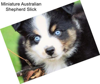 Miniature Australian Shepherd Slick