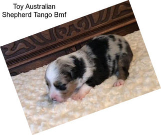Toy Australian Shepherd Tango Bmf