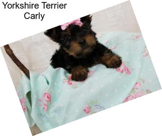 Yorkshire Terrier Carly