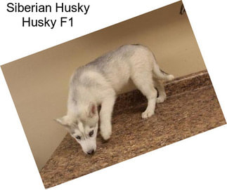 Siberian Husky Husky F1