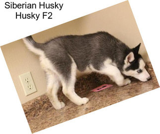 Siberian Husky Husky F2