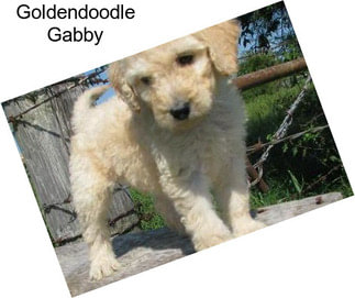 Goldendoodle Gabby