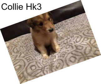 Collie Hk3