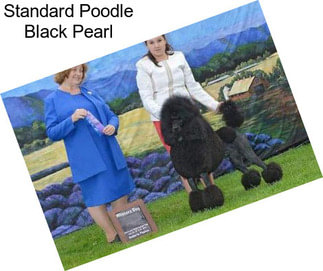 Standard Poodle Black Pearl