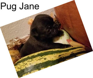 Pug Jane