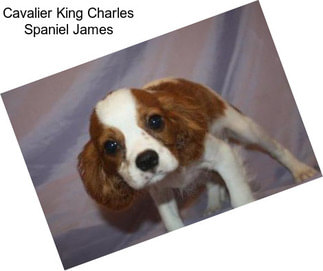 Cavalier King Charles Spaniel James