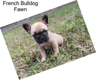 French Bulldog Fawn