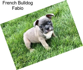 French Bulldog Fabio